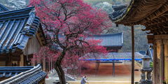 Туристы снова смогут посещать Южную Корею без виз